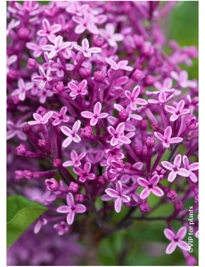 Syringa Bloomerang Dark Purple Lilas