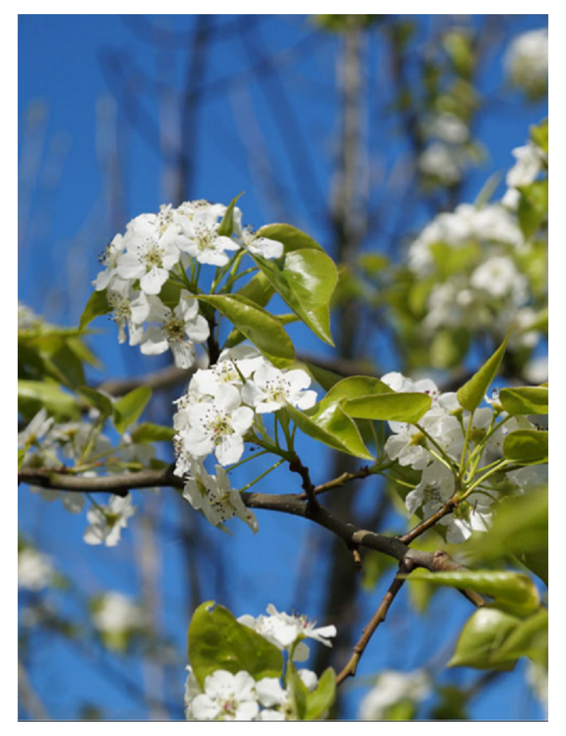 PYRUS calleryana CAPITAL Poirier à fleurs Capital