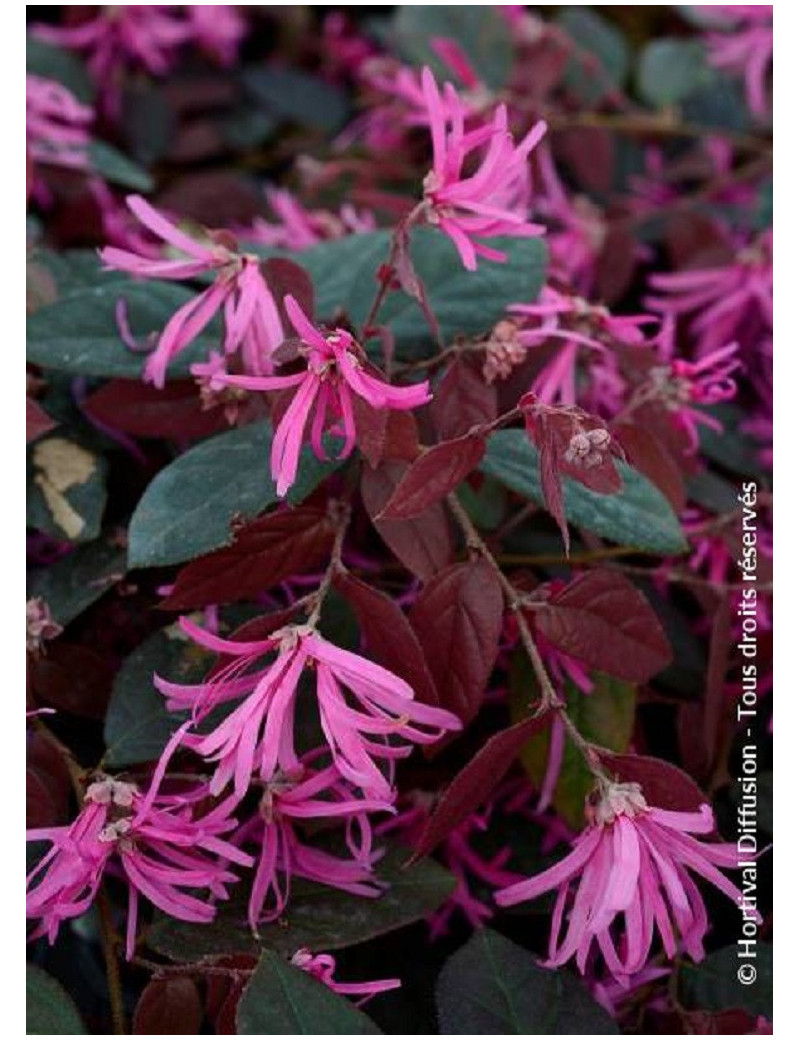 LOROPETALUM chinense FIRE DANCE Loropétale de Chine