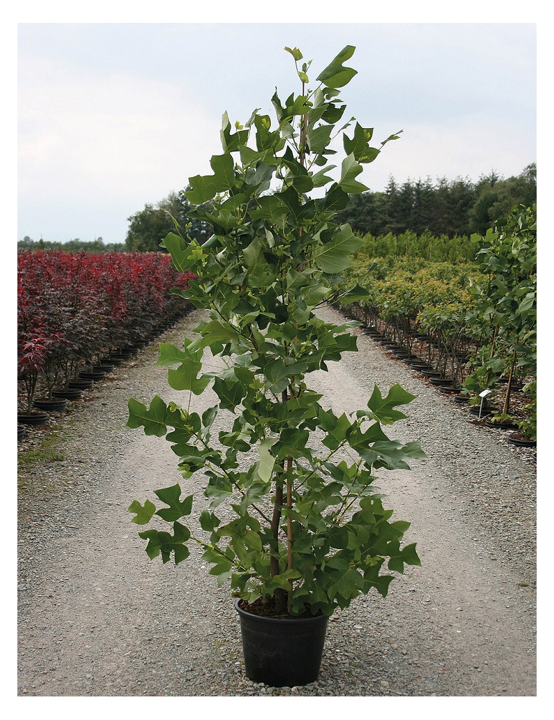 LIRIODENDRON Tulipifera Tulipier De Virginie