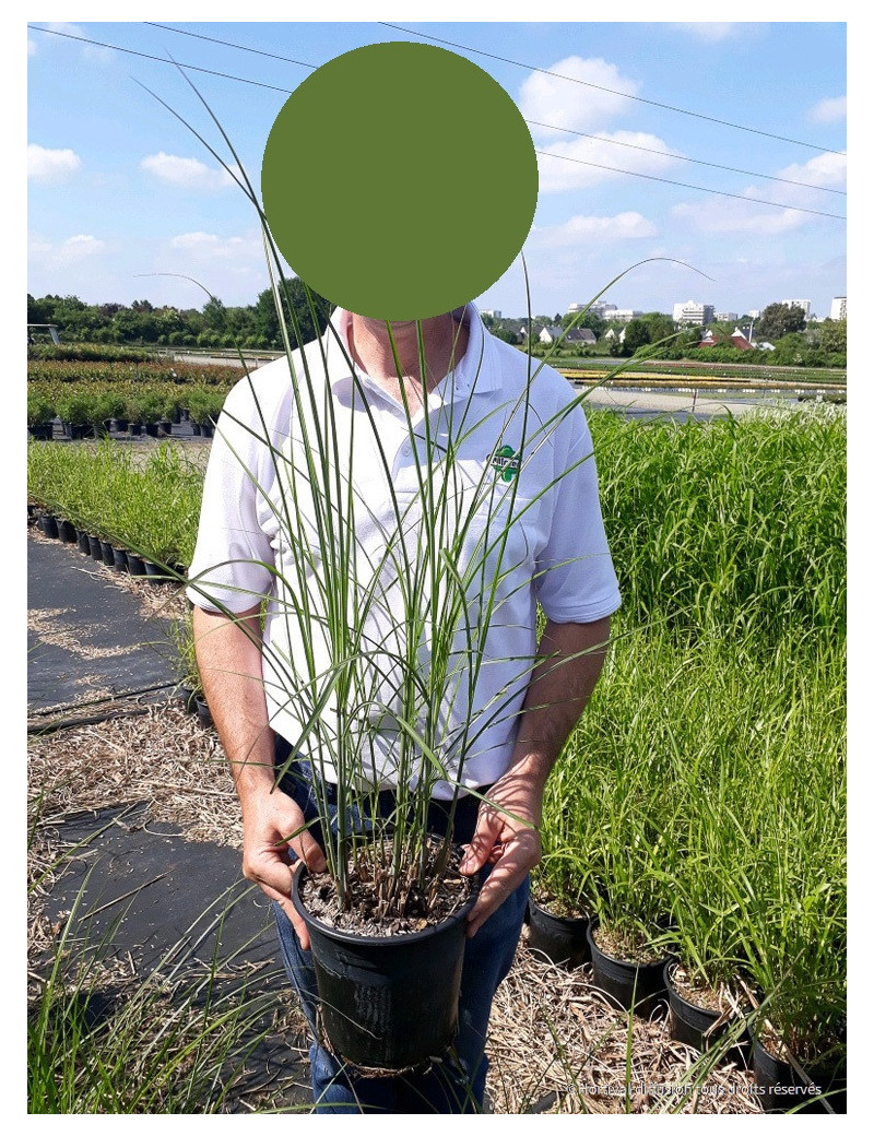 MISCANTHUS sinensis GRACILLIMUS Roseau de Chine herbe à éléphant