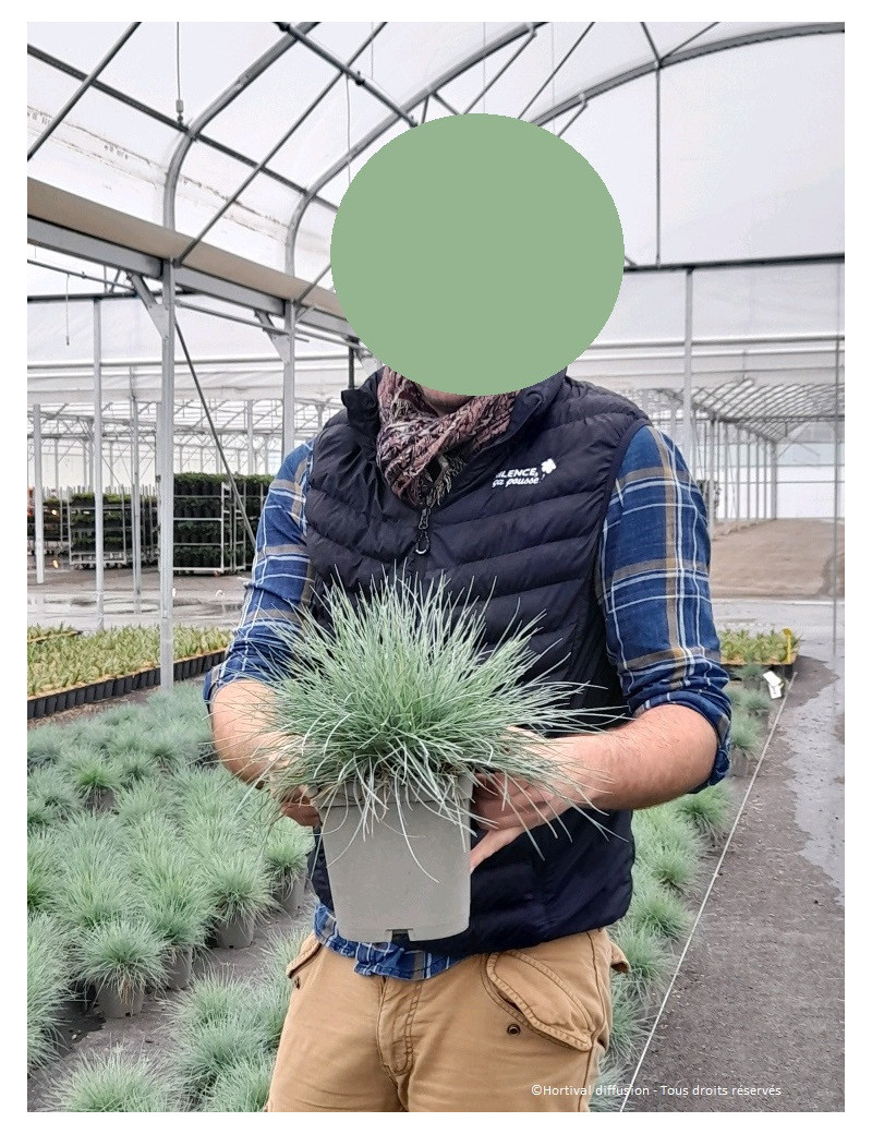 Festuca Glauca Elijah Blue F Tuque