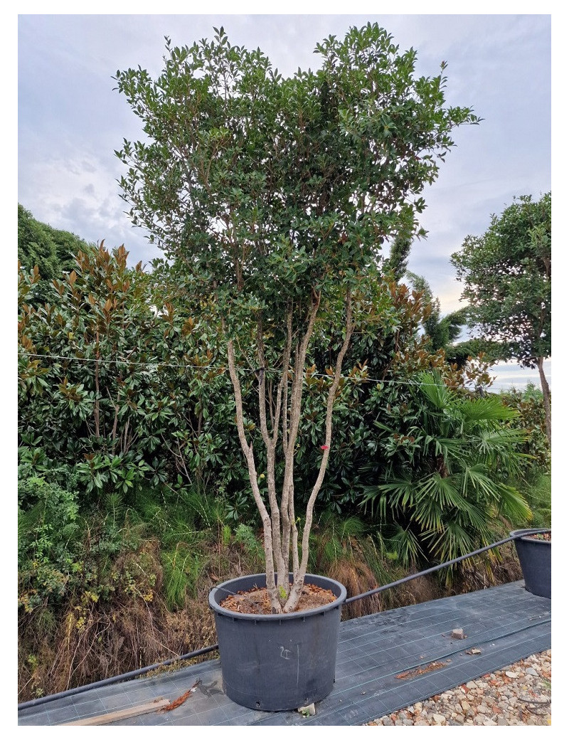 Topiaire Plante Taill E Osmanthus Heterophyllus Osmanthe Feuilles