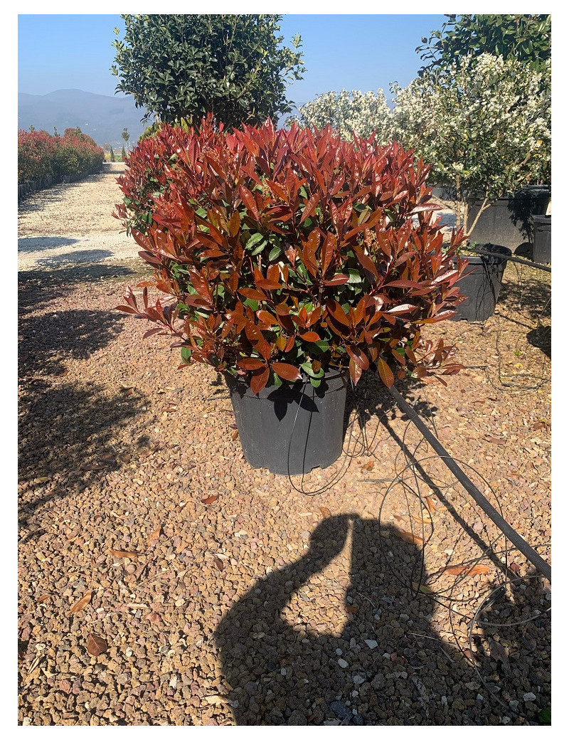 Topiaire Plante Taill E Photinia Fraseri Red Robin Photinia Red Robin