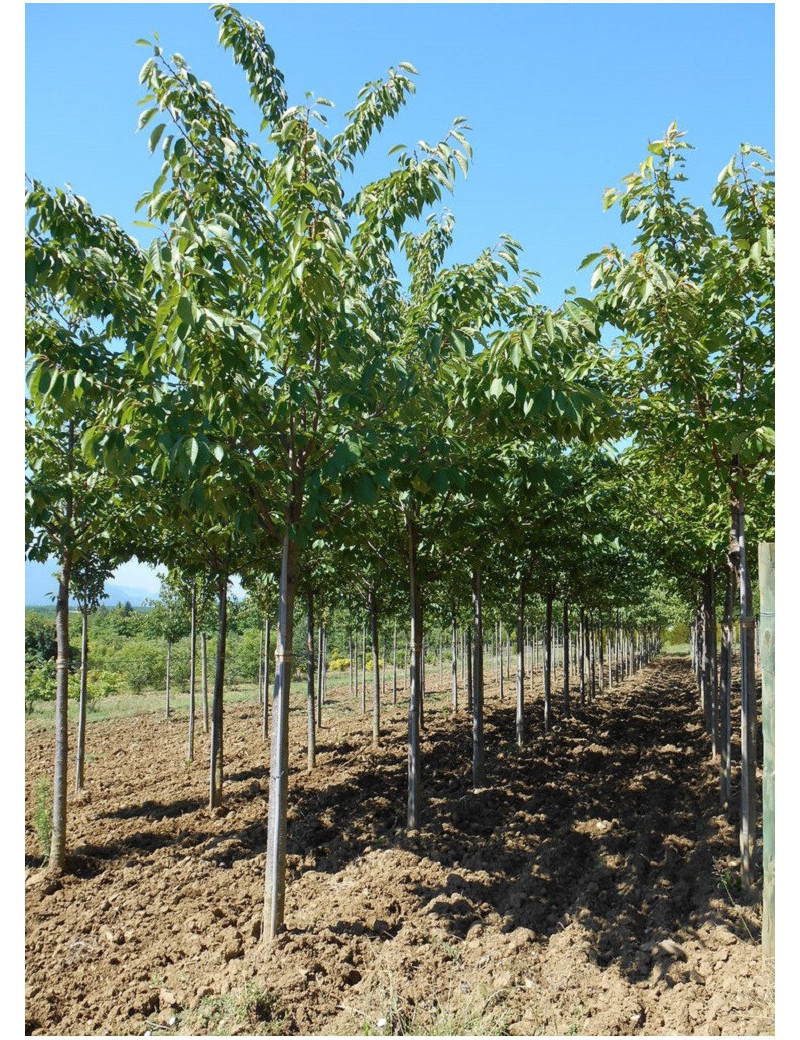 Prunus Serrulata Shimidsu Cerisier Des Collines Shimidsu