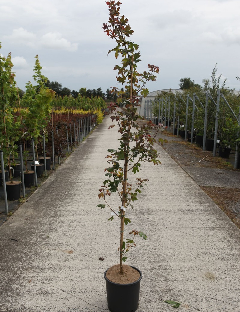 Acer Campestre Red Shine Rable Champ Tre Red Shine