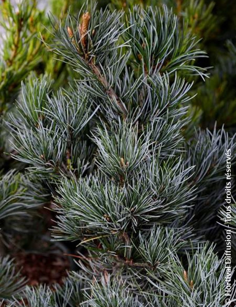 PINUS parviflora NEGISHI Pin blanc du Japon Pin à cinq aiguilles